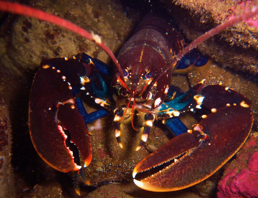 The Lobster Guy. A live lobster seen in water.