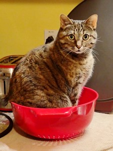 Cat sitting in red plastic spaghetti strainer on kitchen counter